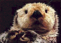 Dobhran = Otter in Gaelic!