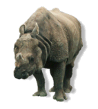 Rhino!